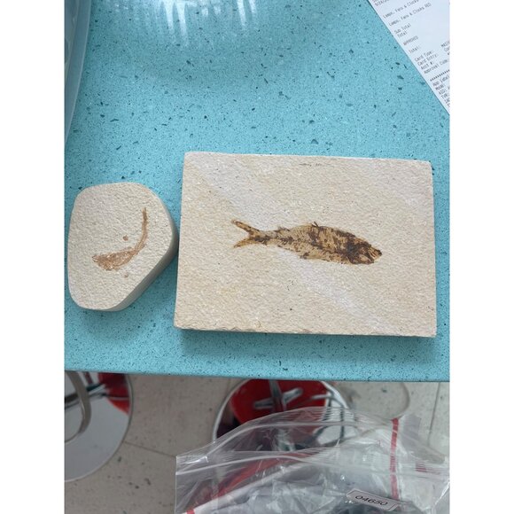 Fish Fossils Coral Beige Decor Collectible Set of 2 - Picture 10 of 10